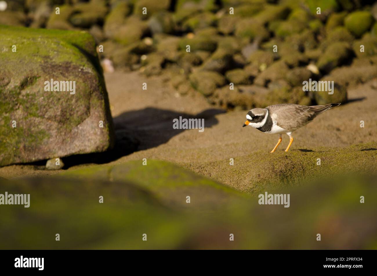 Common ringed plover Stock Photo - Alamy
