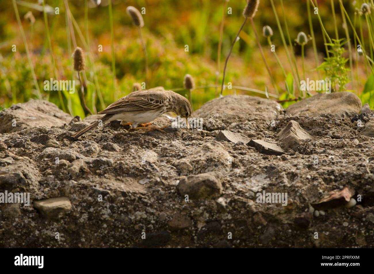Berthelot's pipit searching for food. Stock Photo