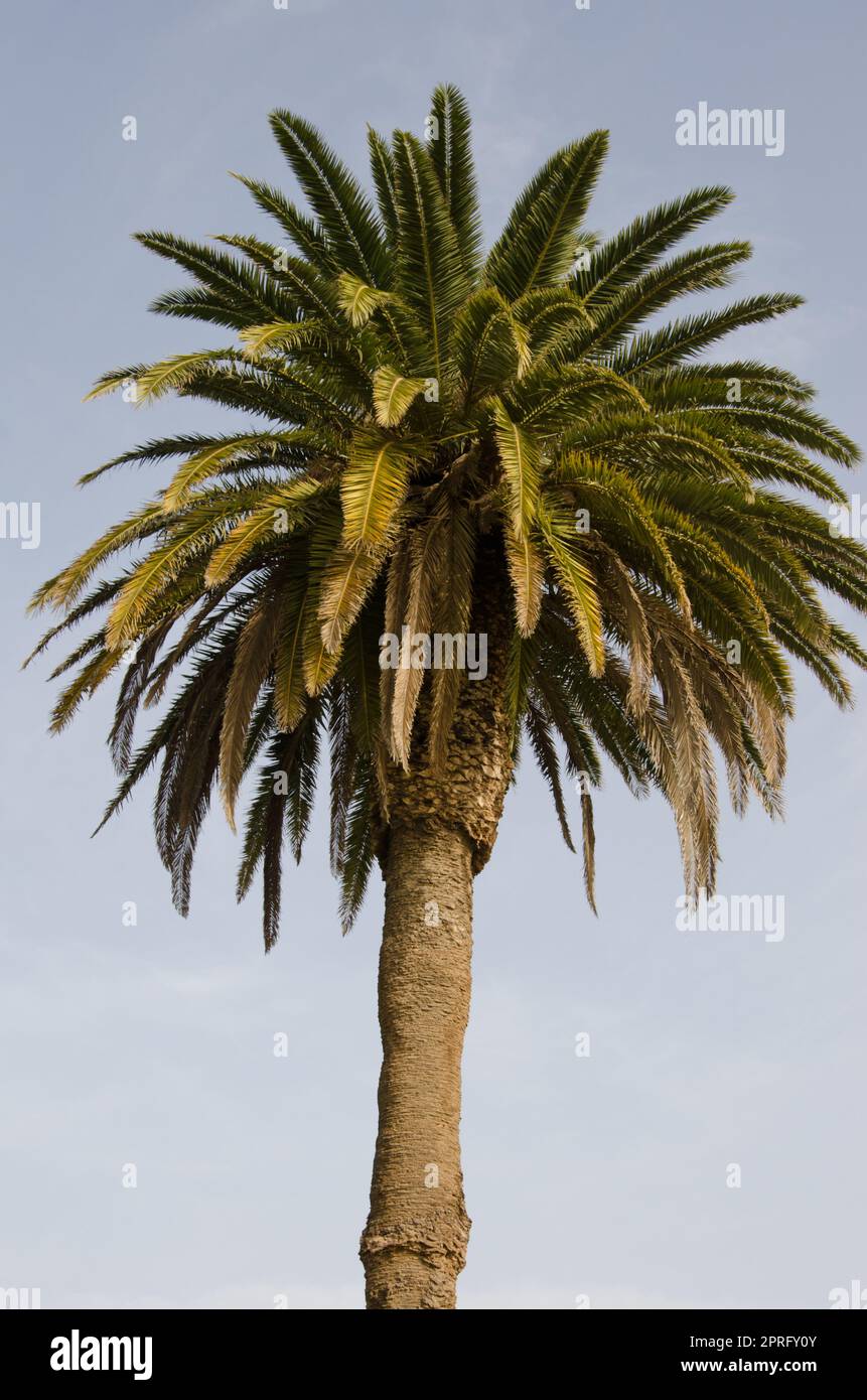 Canary Island date palm Stock Photo Alamy