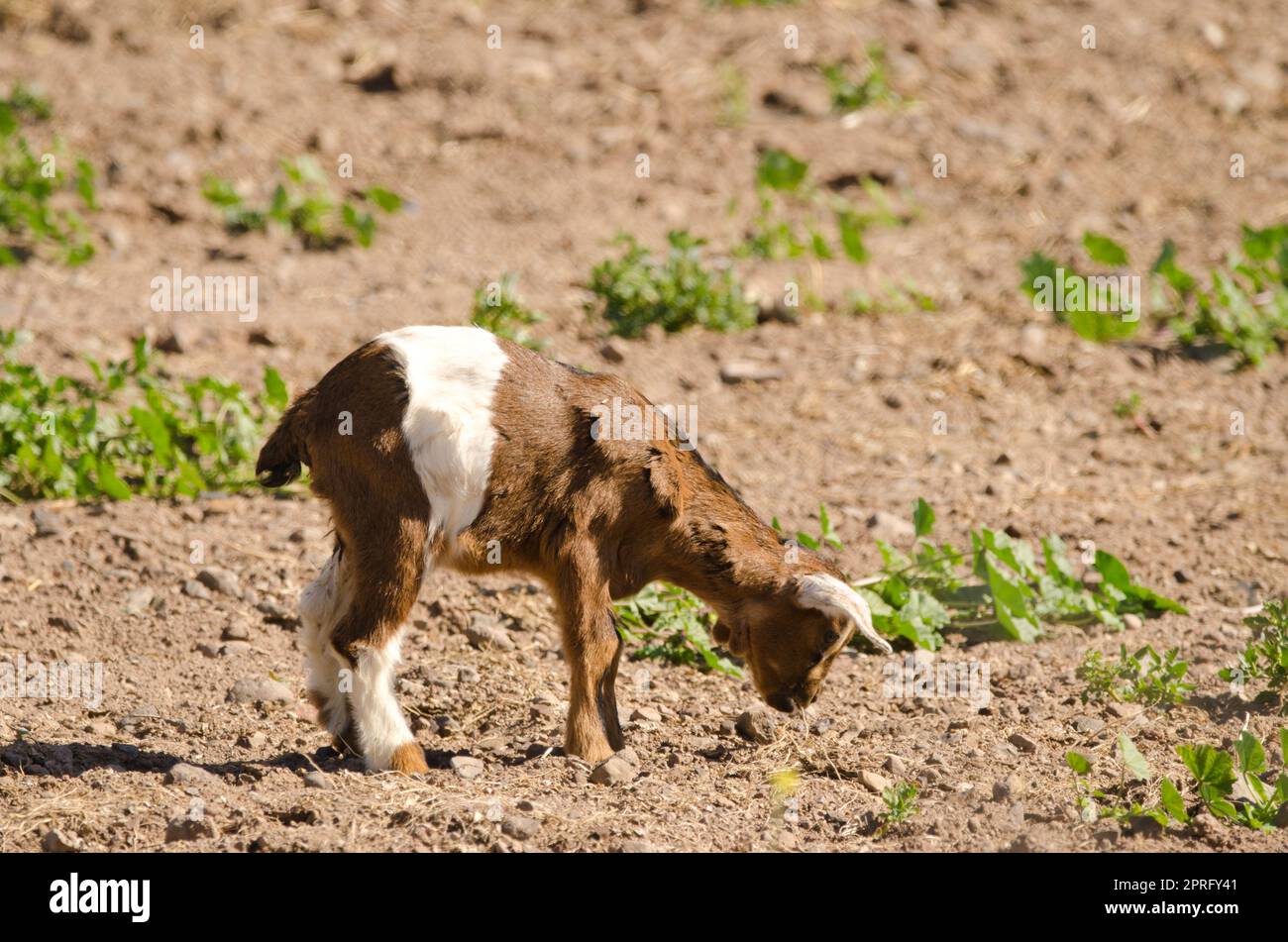 Kid of goat eating roots Stock Photo Alamy