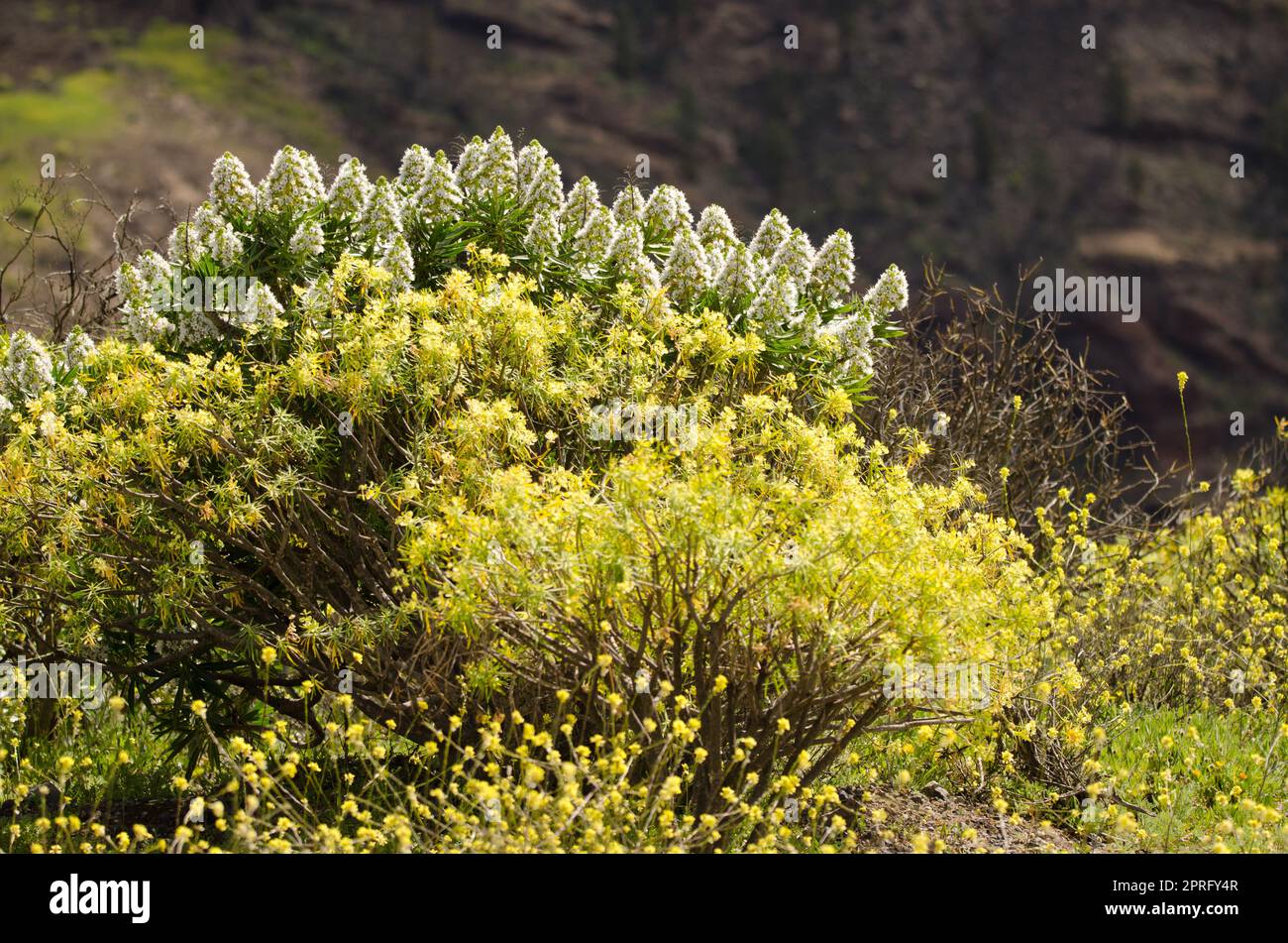Shrub of Echium onosmifolium in flower. Stock Photo