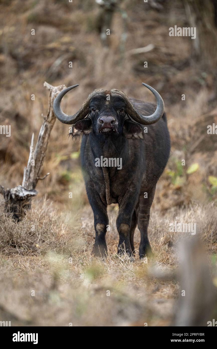 Cape buffalo stands facing camera in grass Stock Photo