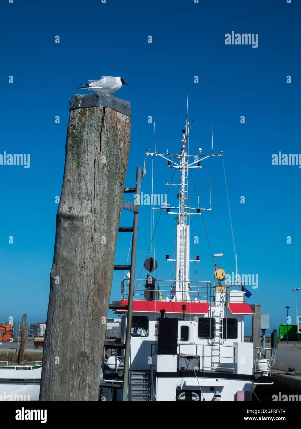 Seagull on a pole in Harlesiel Stock Photo