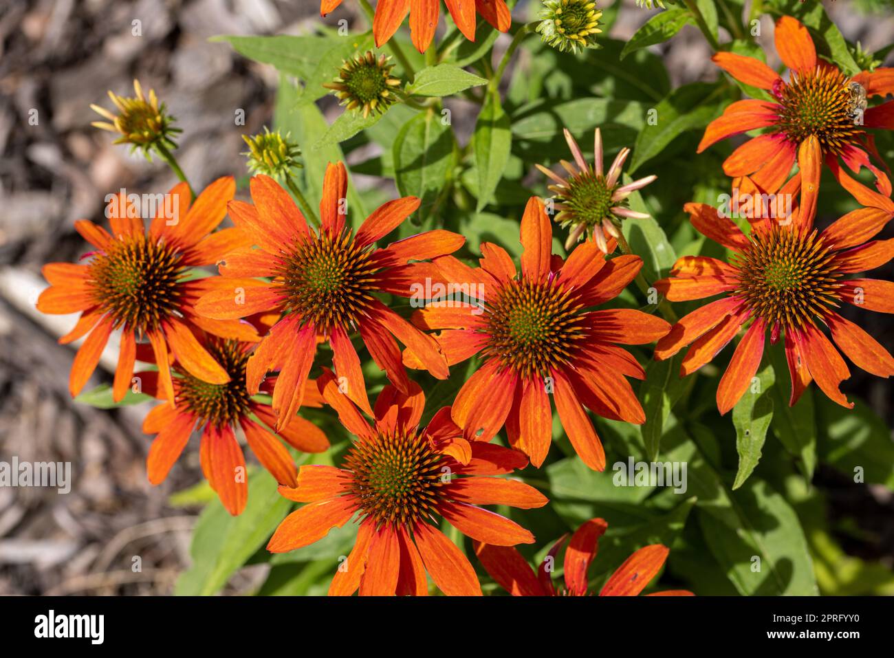 Flowers of Echinacea an herb stimulating the immune system Stock