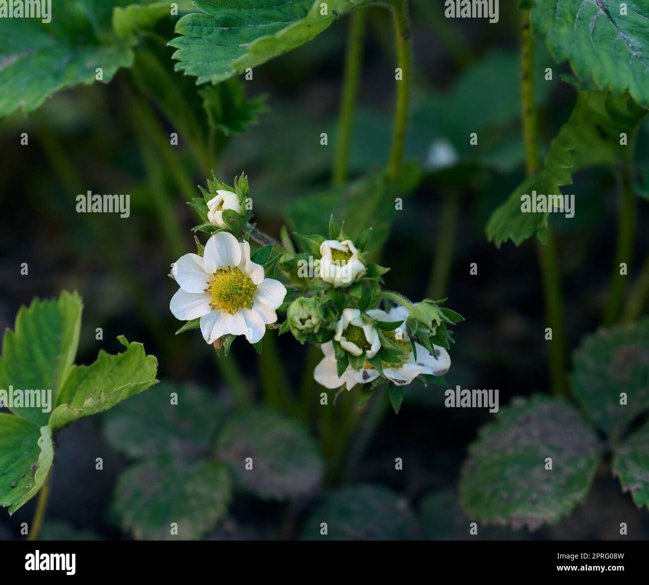 Strawberry bush with green leaves and white flowers in vegetable garden ...