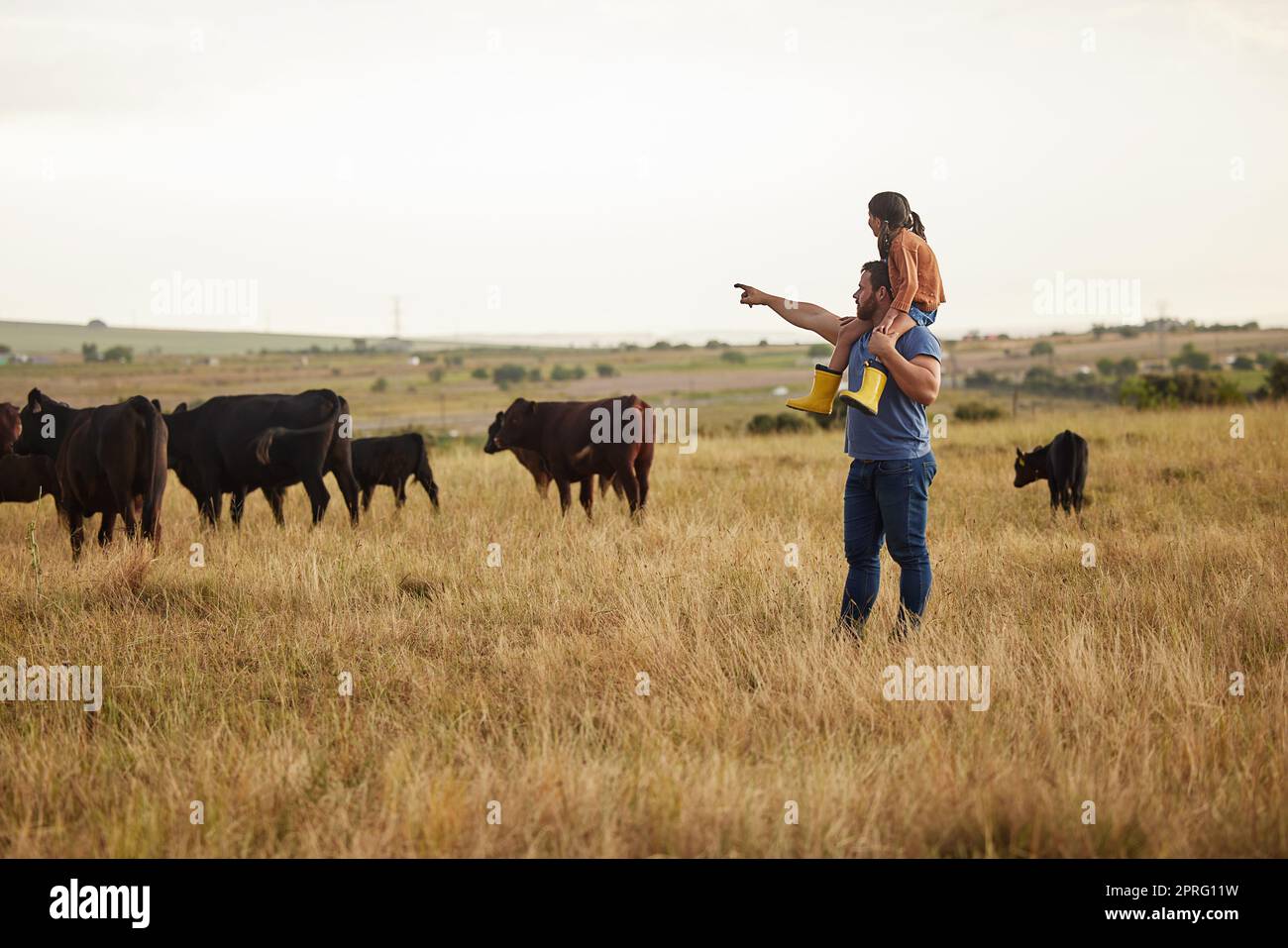 Sustainability, nature and farmer teaching daughter how to care for livestock on a cattle farm. Loving parent bonding with his little child, enjoying fresh outdoors together and having fun in field Stock Photo