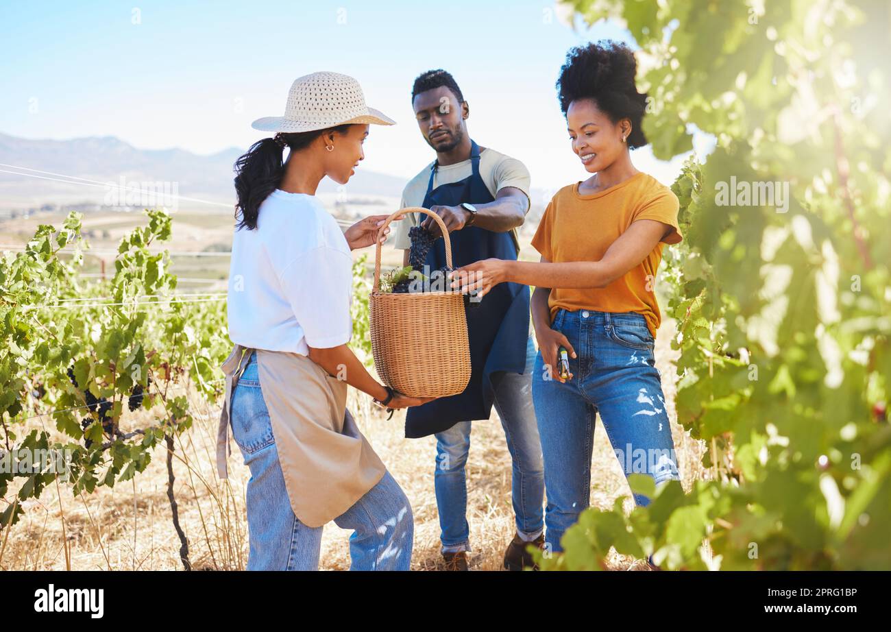 Wine farm, farmer and team of workers picking or harvesting fruit with shears in a vineyard. Wellness, agriculture and eco friendly people standing in green, agro and sustainability field in nature. Stock Photo