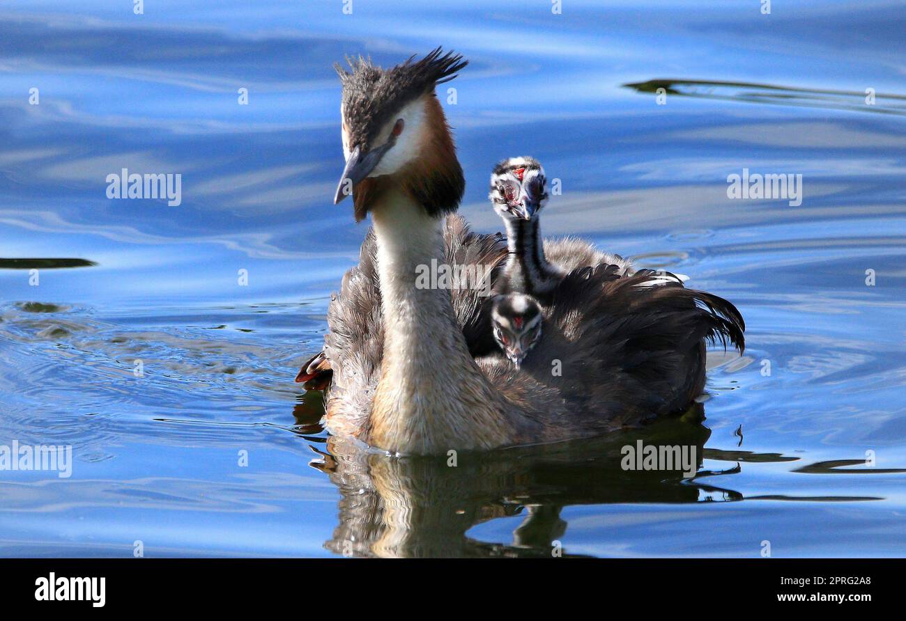 Great crested grebe, male, with young chicks on its back Stock Photo