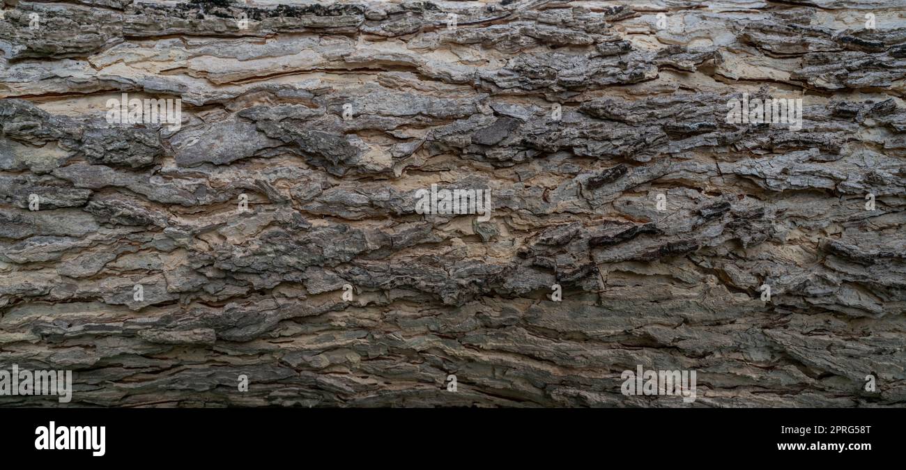 Full frame tree bark texture background. Gray wood skin abstract background. Pattern of natural tree bark texture. Rough surface of trunk. Nature background. Carbon neutral concept. Bark of rain tree. Stock Photo