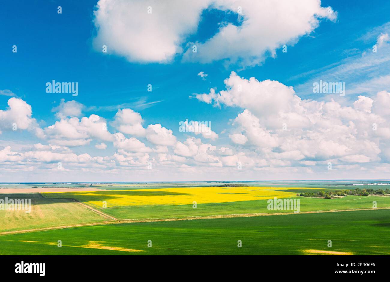 Aerial View Of Agricultural Landscape With Flowering Blooming Rapeseed, Oilseed And Green Young Wheat Field In Spring Season. Blossom Of Canola Yellow Flowers. Beautiful Rural Landscape. Stock Photo