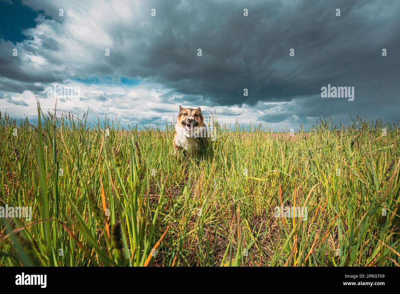 Angry Aggressive Mad Dog Running Outdoors In Green Meadow On Camera Stock Photo