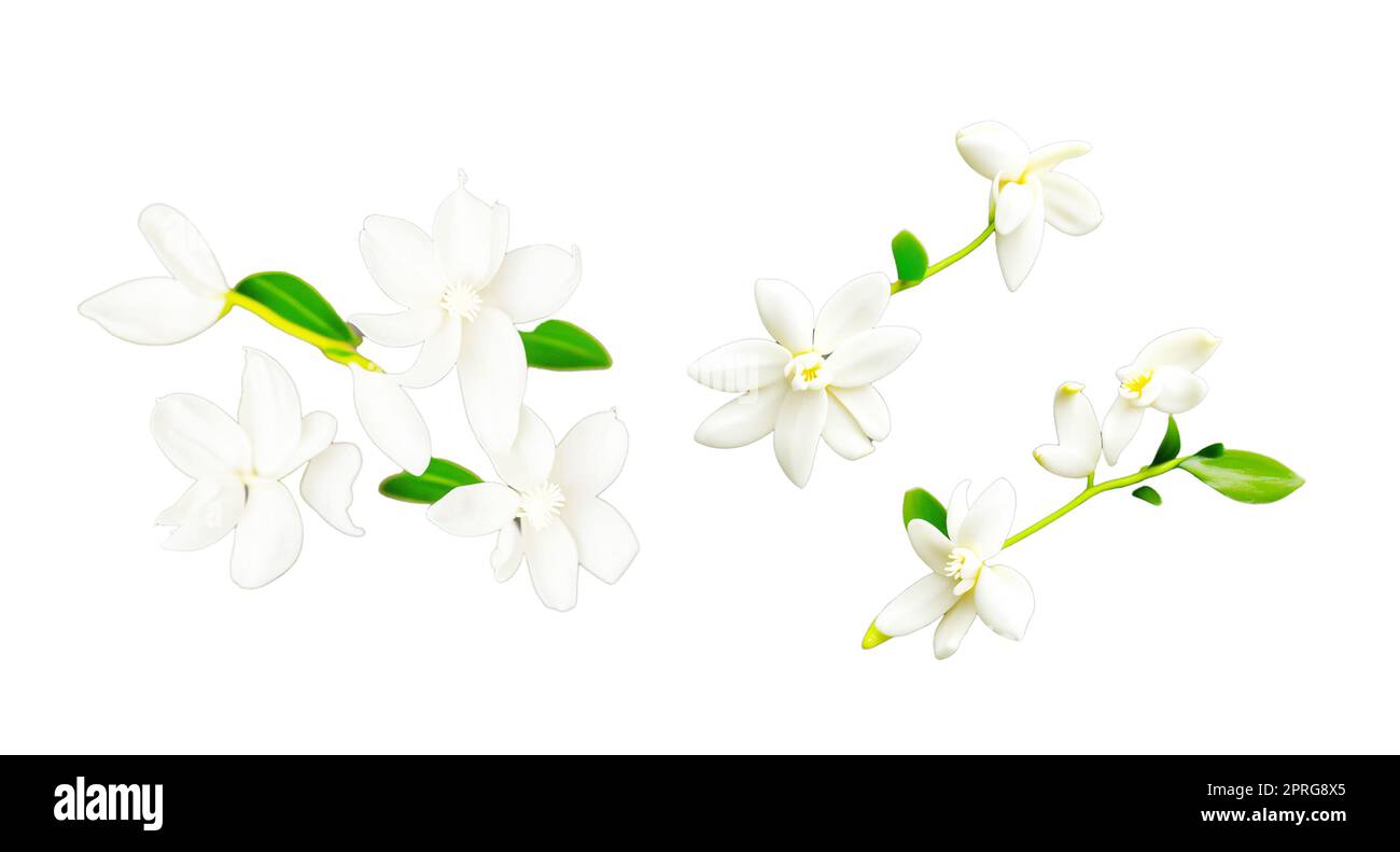 Vanilla flowers on white background. Vanilla is a spice derived from orchids of the genus