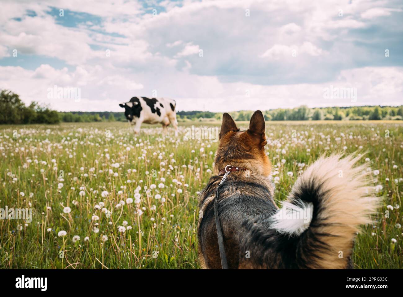 Funny Mixed Breed Dog Walking In Green Meadow Grass. Lovely Pet Meeting Cow  Stock Photo - Alamy