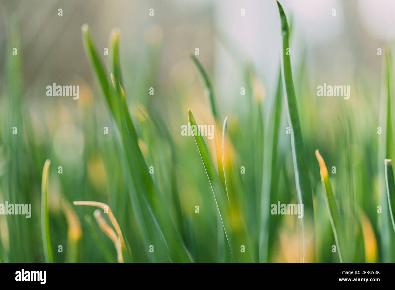 Sprig spring onion vegetable hi-res stock photography and images - Alamy