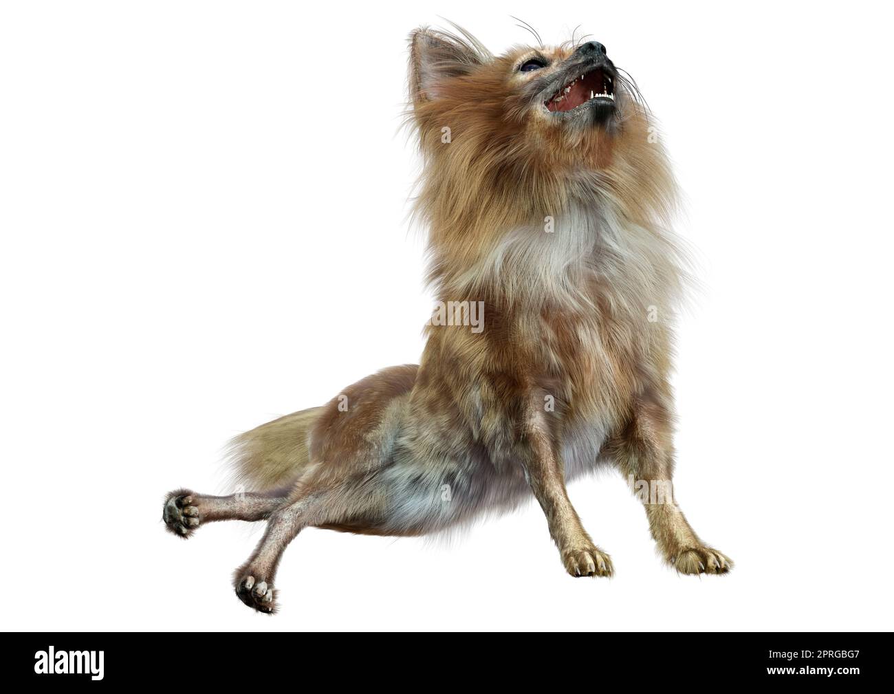 3D rendering of a brown chihuahua dog isolated on white background Stock Photo