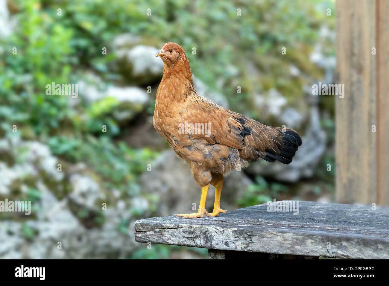 Free range chickens on a German farm in the summer Stock Photo