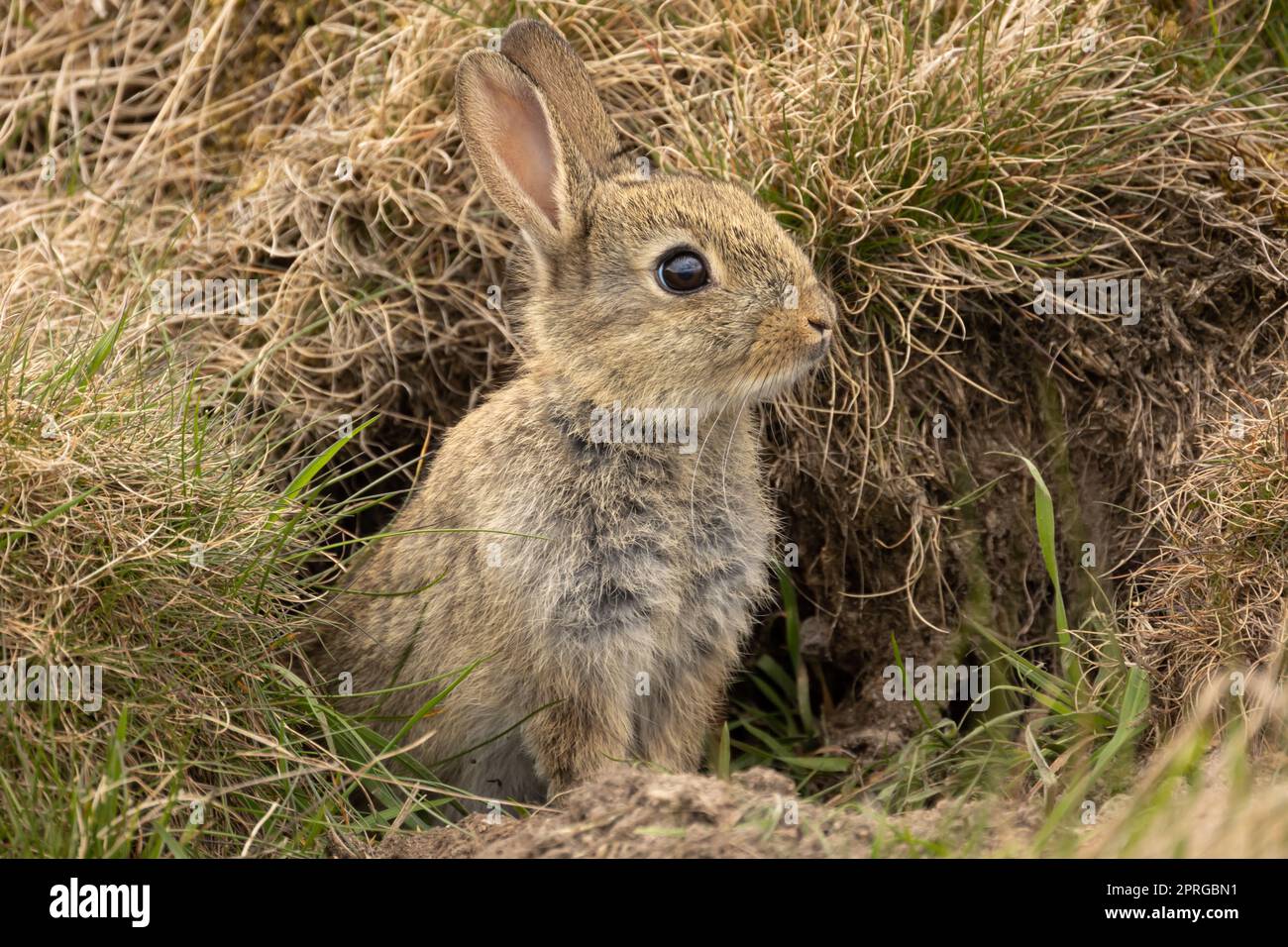 Baby wild rabbit in Springtime, just about to leave the safety of the
