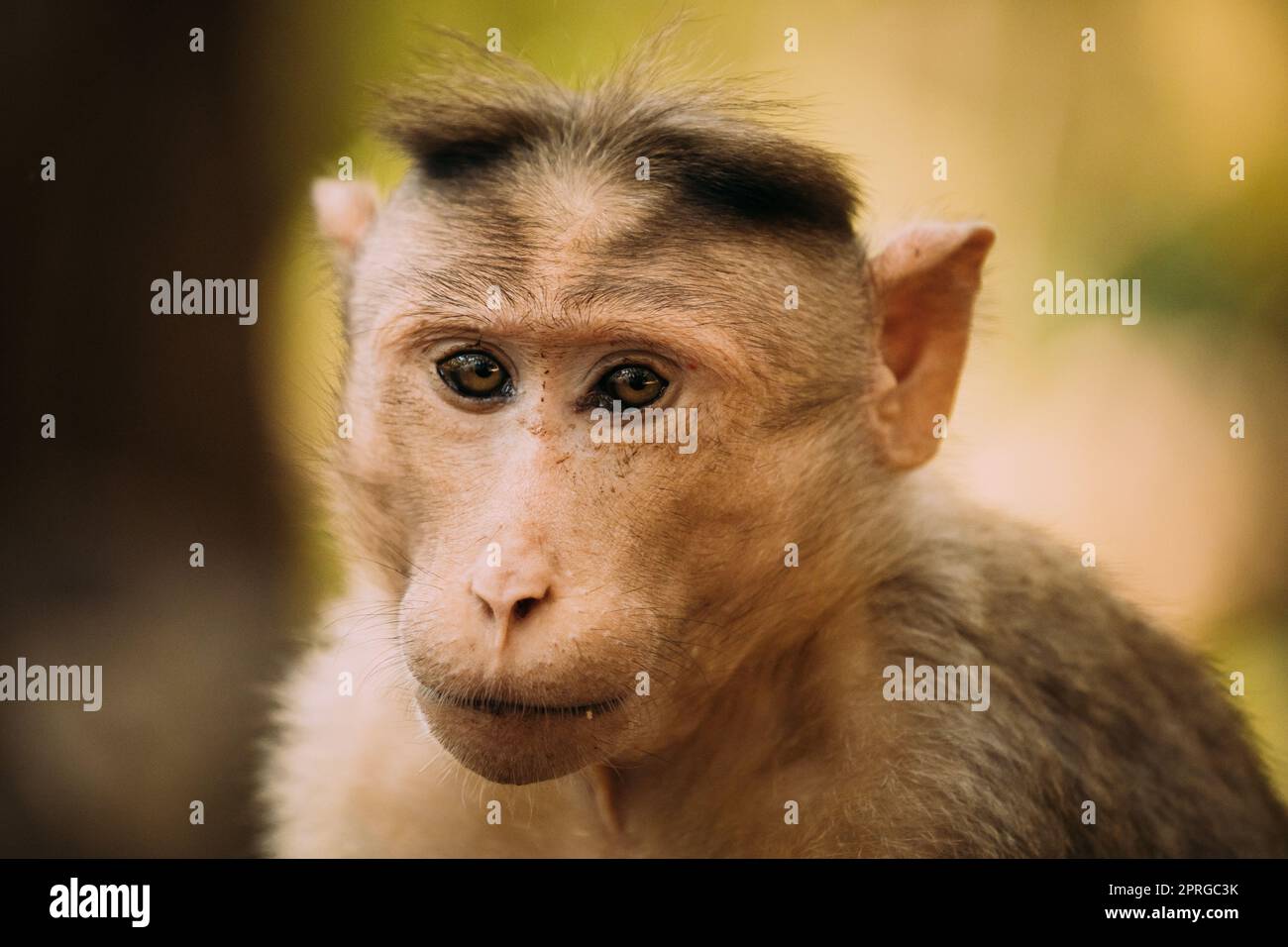 Goa, India. Bonnet Macaque - Macaca Radiata Or Zati. Monkey Close Up Portrait Stock Photo