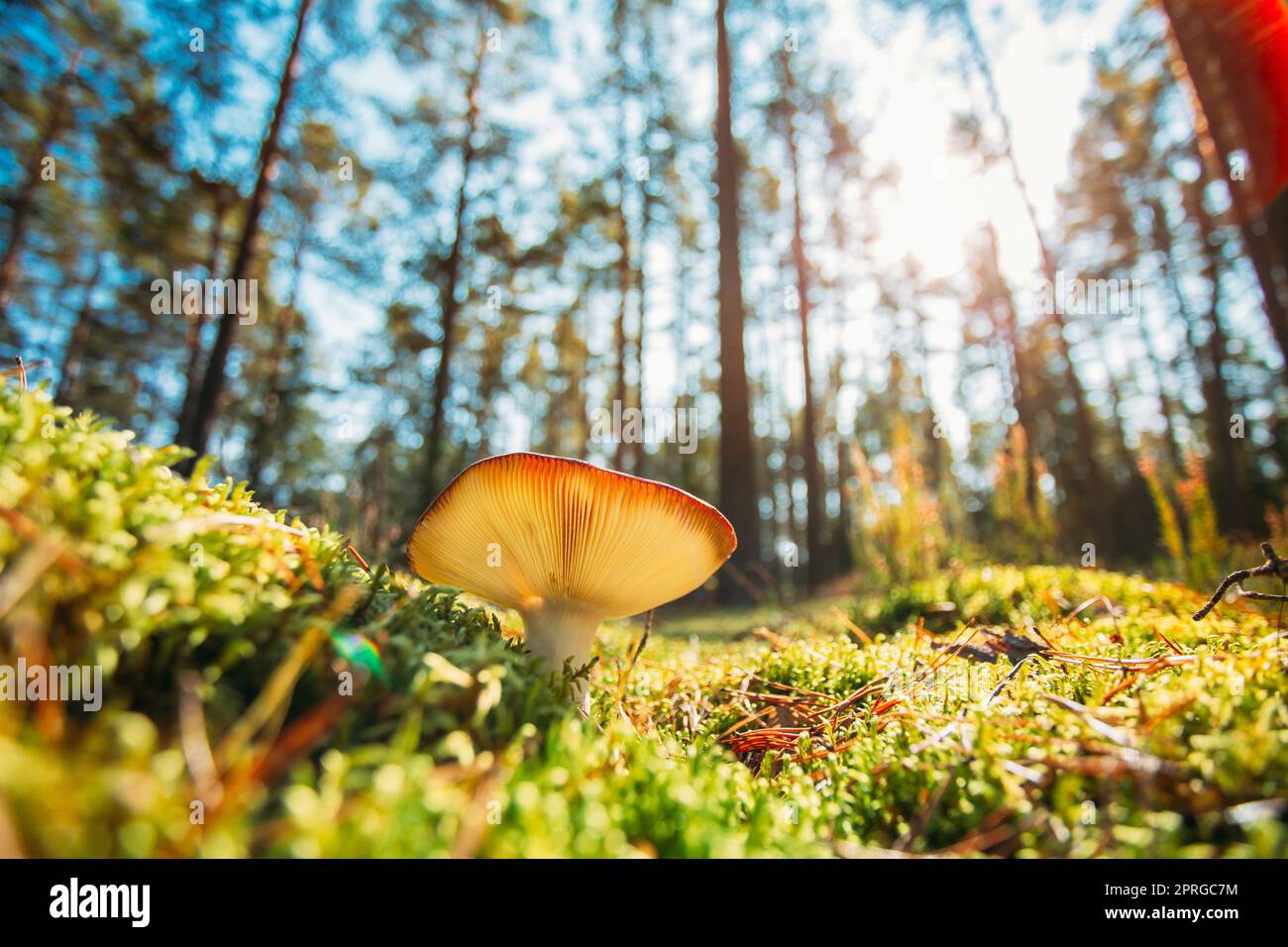 Russula Mushroom Growing Among Moss In Autumn Forest. Sunny Autumn Day Stock Photo