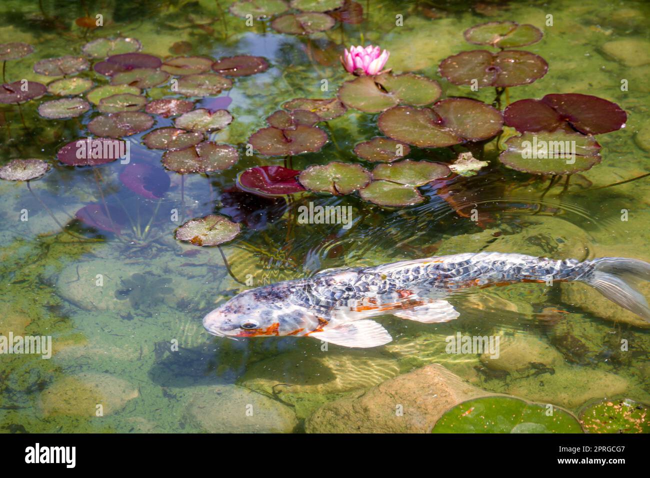 Koi carp in a japanese garden pond Stock Photo