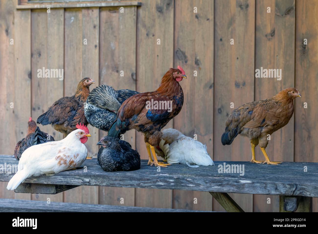 Free range chickens on a German farm in the summer Stock Photo