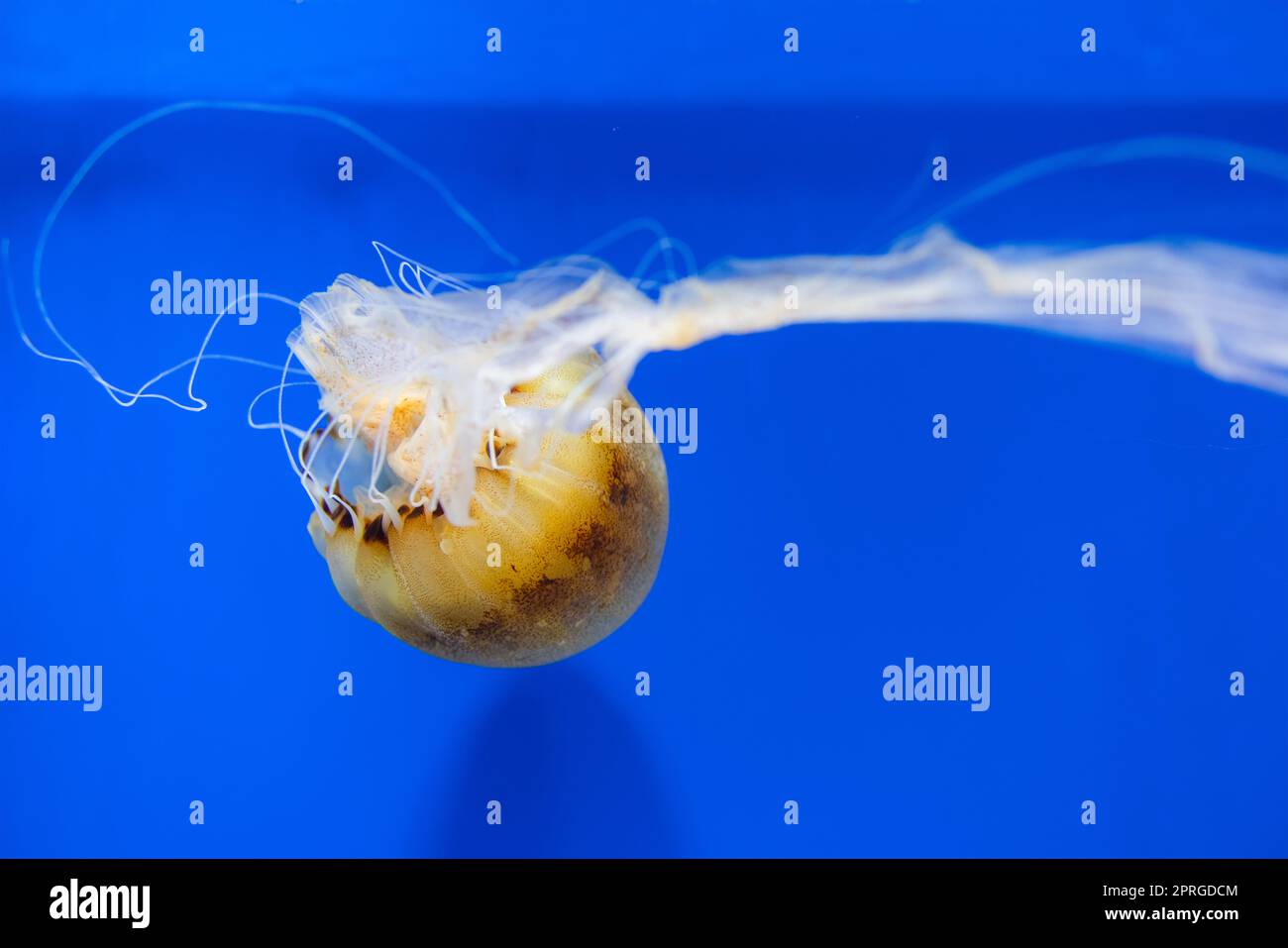 Tank Top Jelly Fish