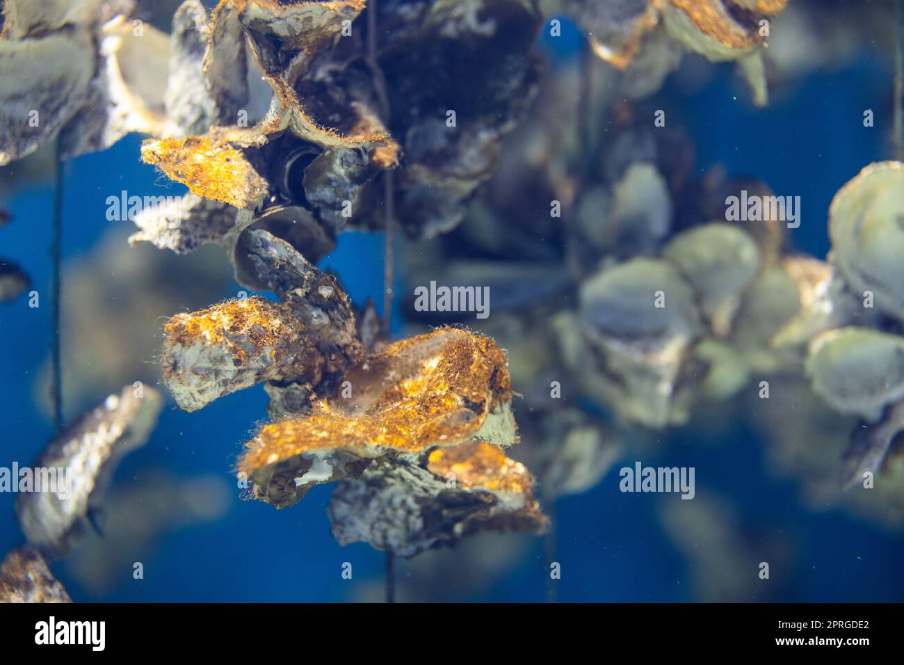 Aquaculture of the oyster under the sea Stock Photo Alamy