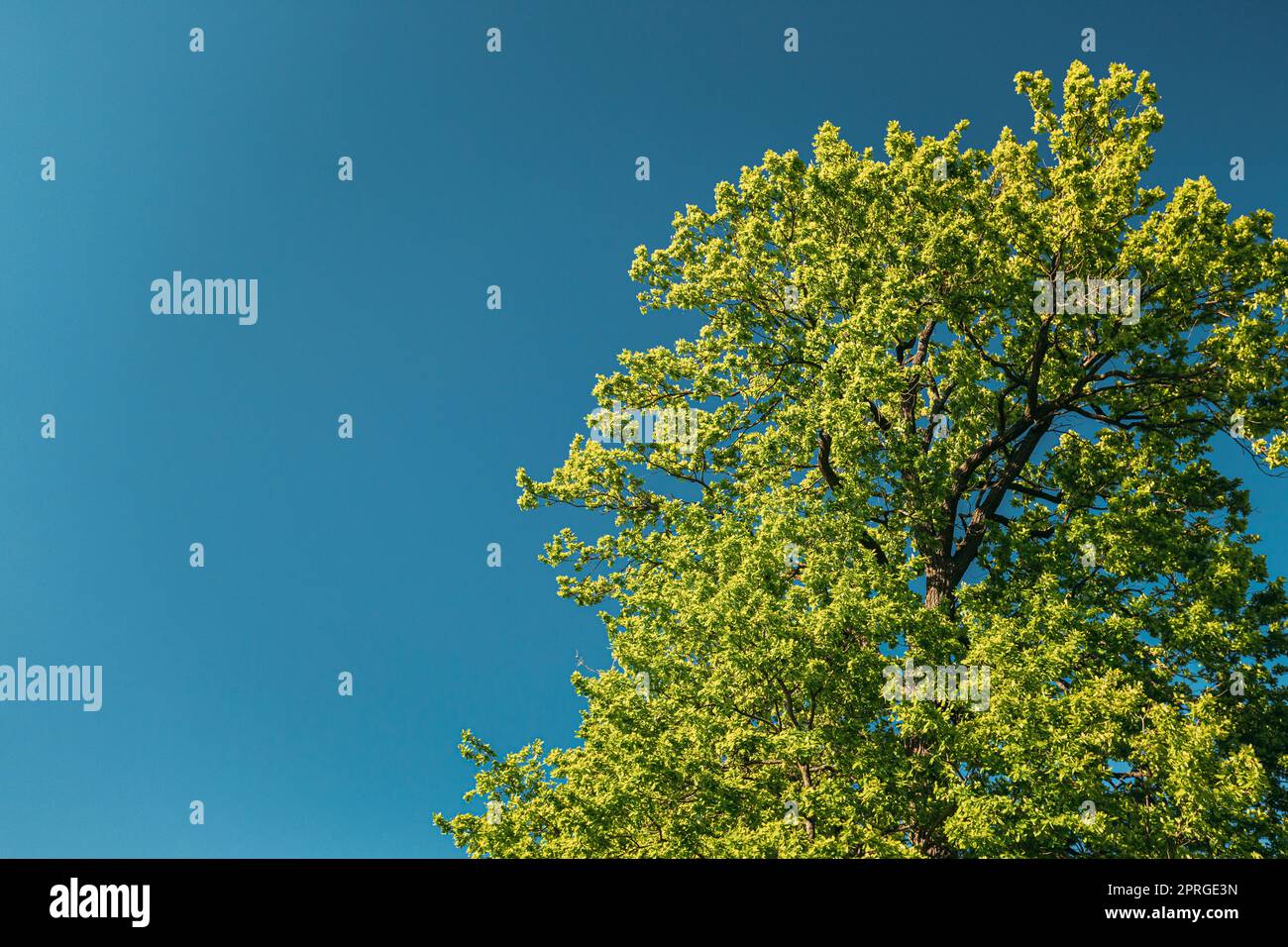 Tall Oak Trees With Young Spring Foliage Leaves. Spring Upper Branches Of Woods In Deciduous