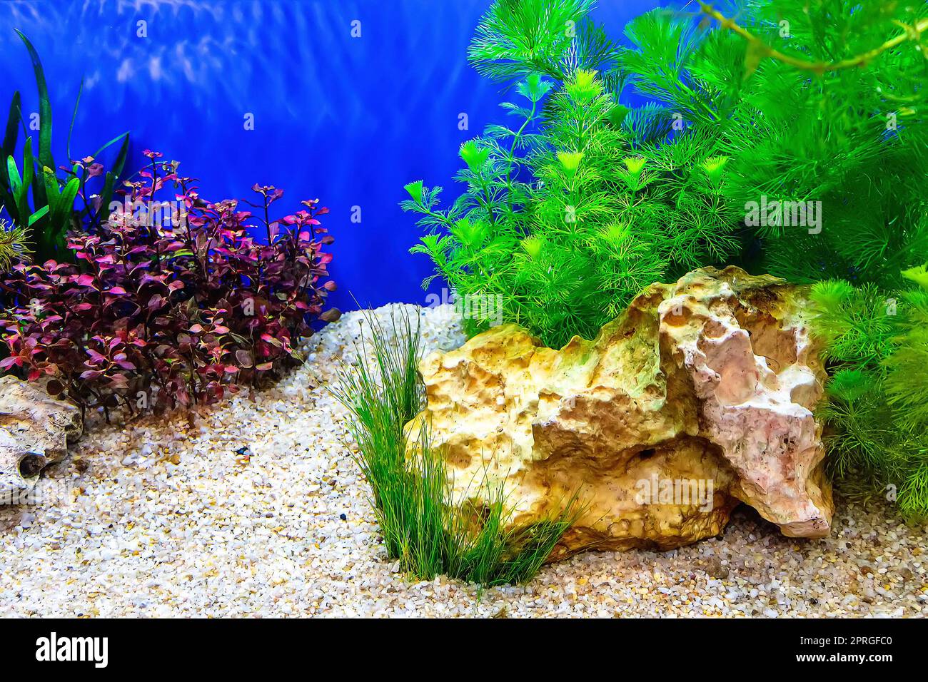 Underwater landscape nature forest style aquarium tank with a