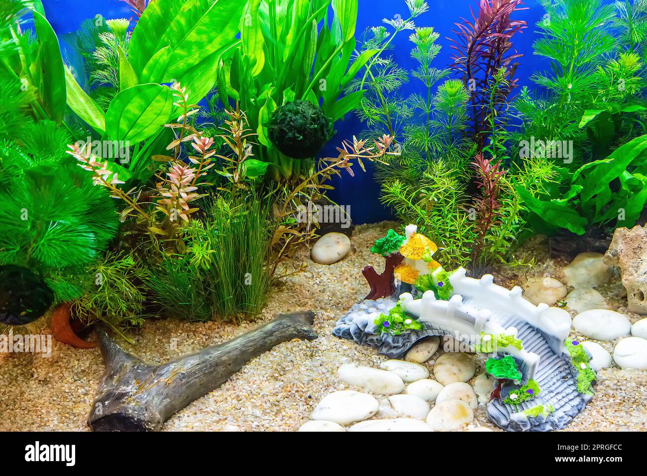 Underwater landscape nature forest style aquarium tank with a variety of  aquatic plants, stones and herb decorations Stock Photo - Alamy