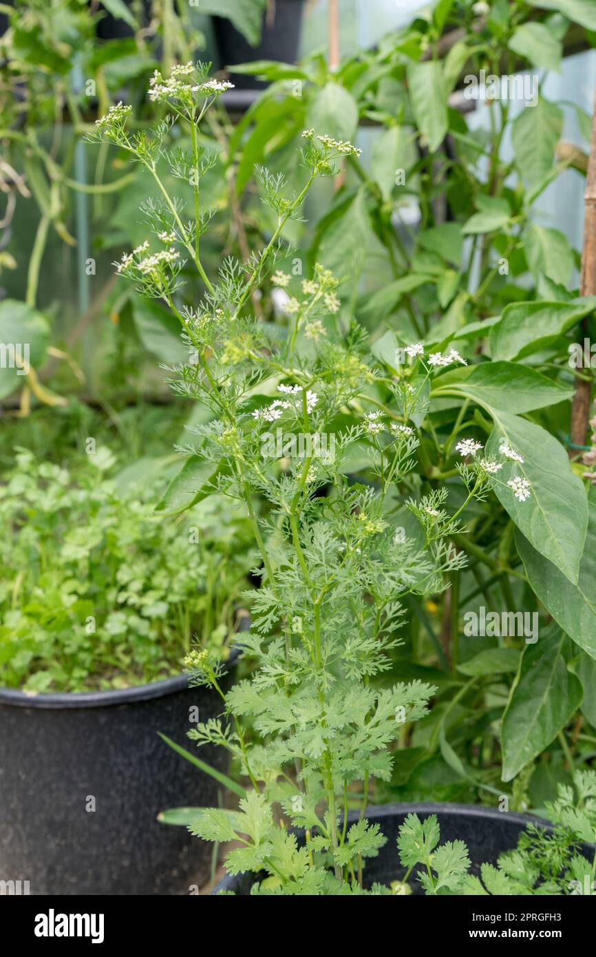 flowering coriander in the greenhouse Stock Photo Alamy