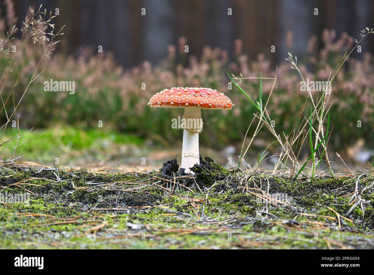 Toadstool in a heather field in the forest. Poisonous mushroom. Red cap ...