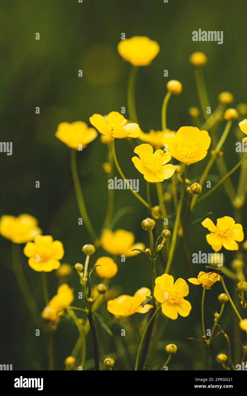 Green Spring Forest. Plant Ranunculus Acris With Yellow Flowers On ...
