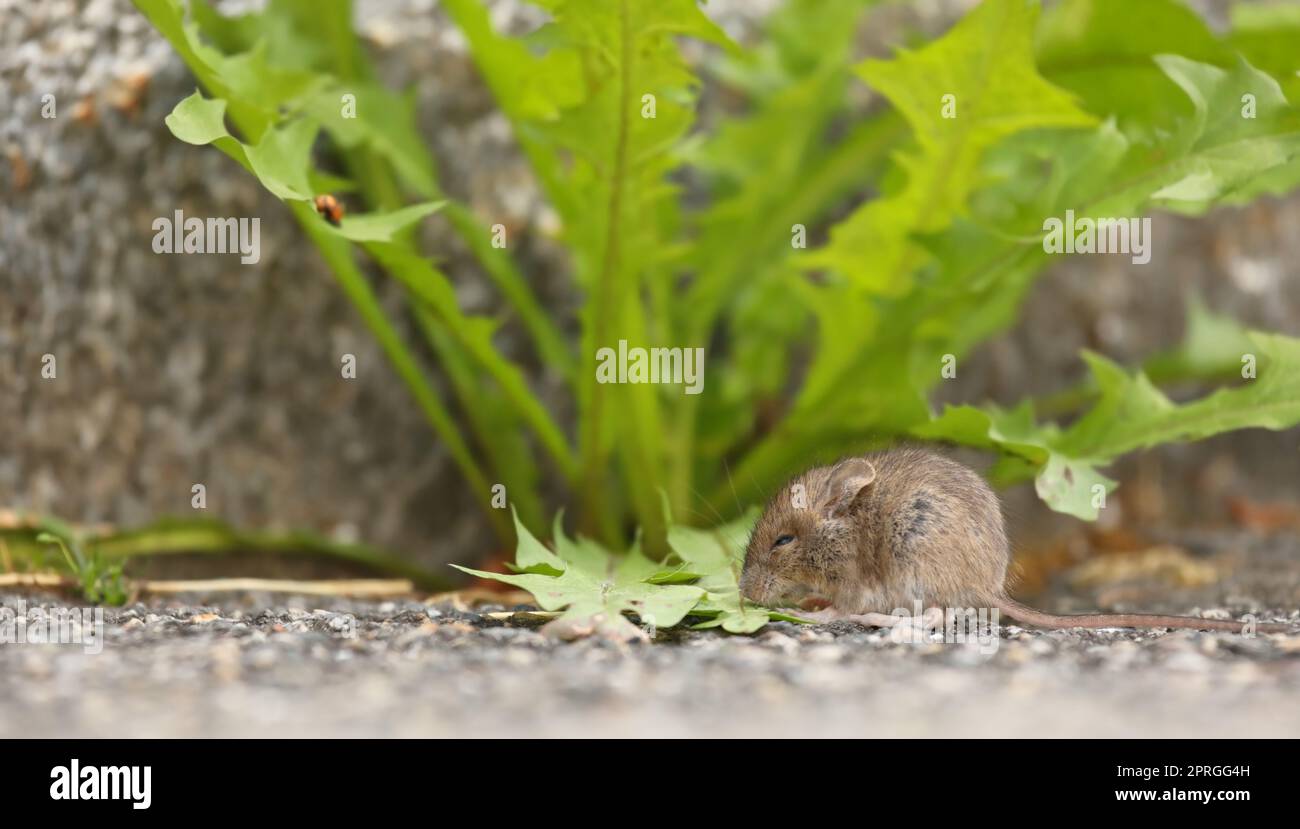 Cute gray-brown house mouse - mus musculus - sitting next to fresh green leaves Stock Photo
