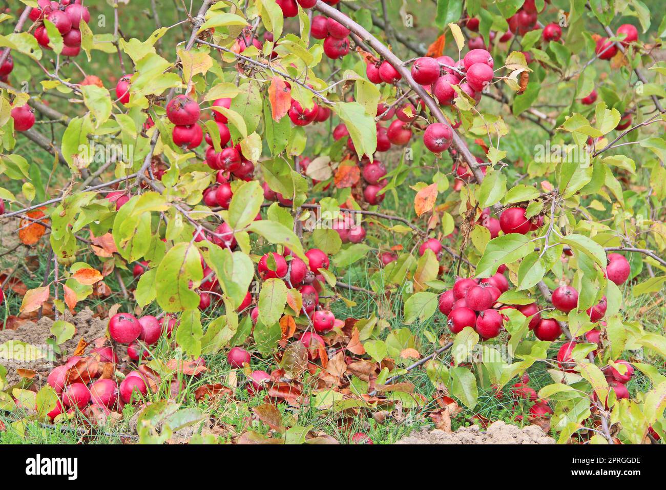 Paradise apples hang on tree branch. Ripe Malus prunifolia Stock Photo