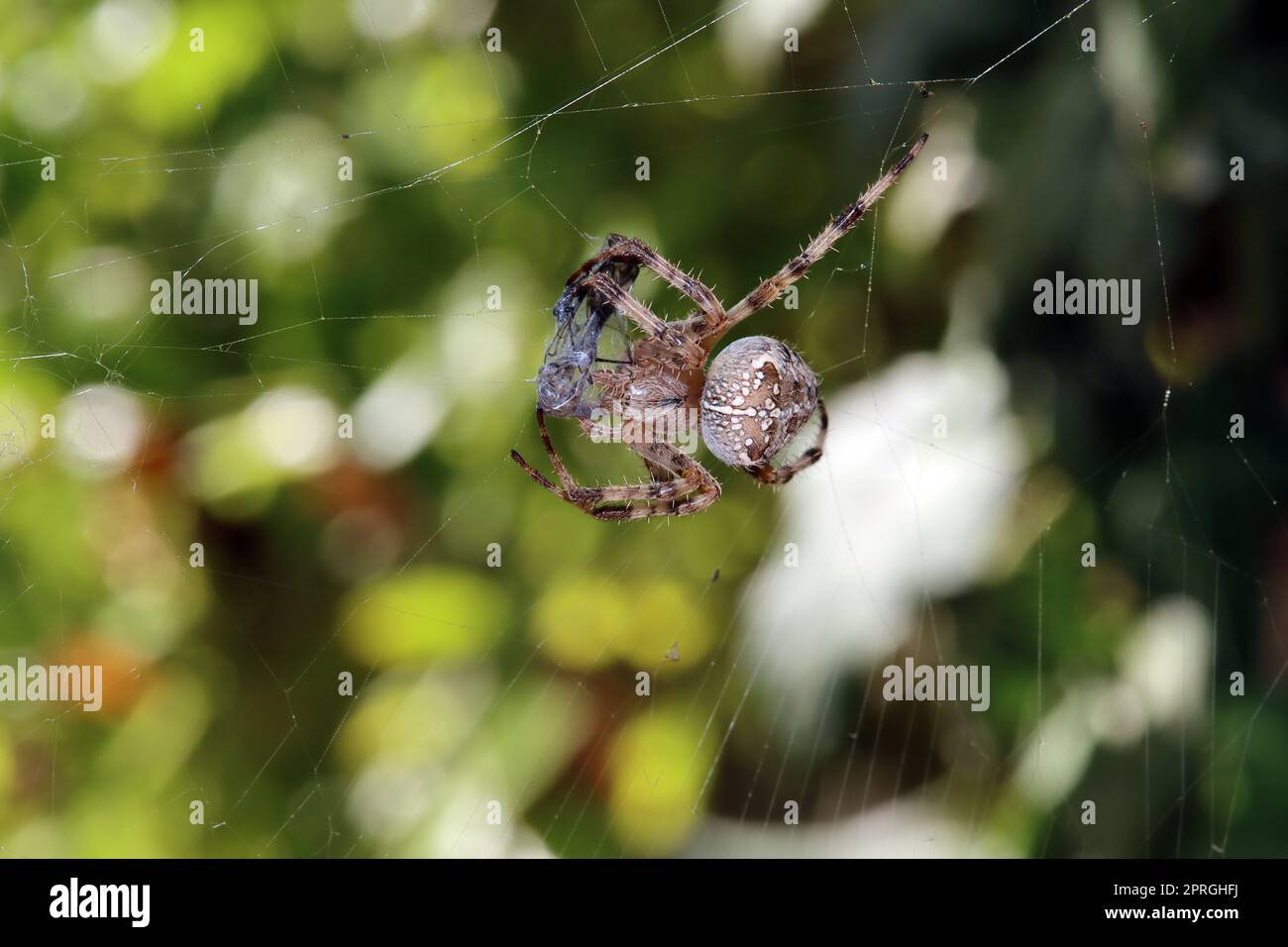 Gartenkreuzspinne (Araneus diadematus) hat in ihrem Netz eine Libelle erbeutet Stock Photo