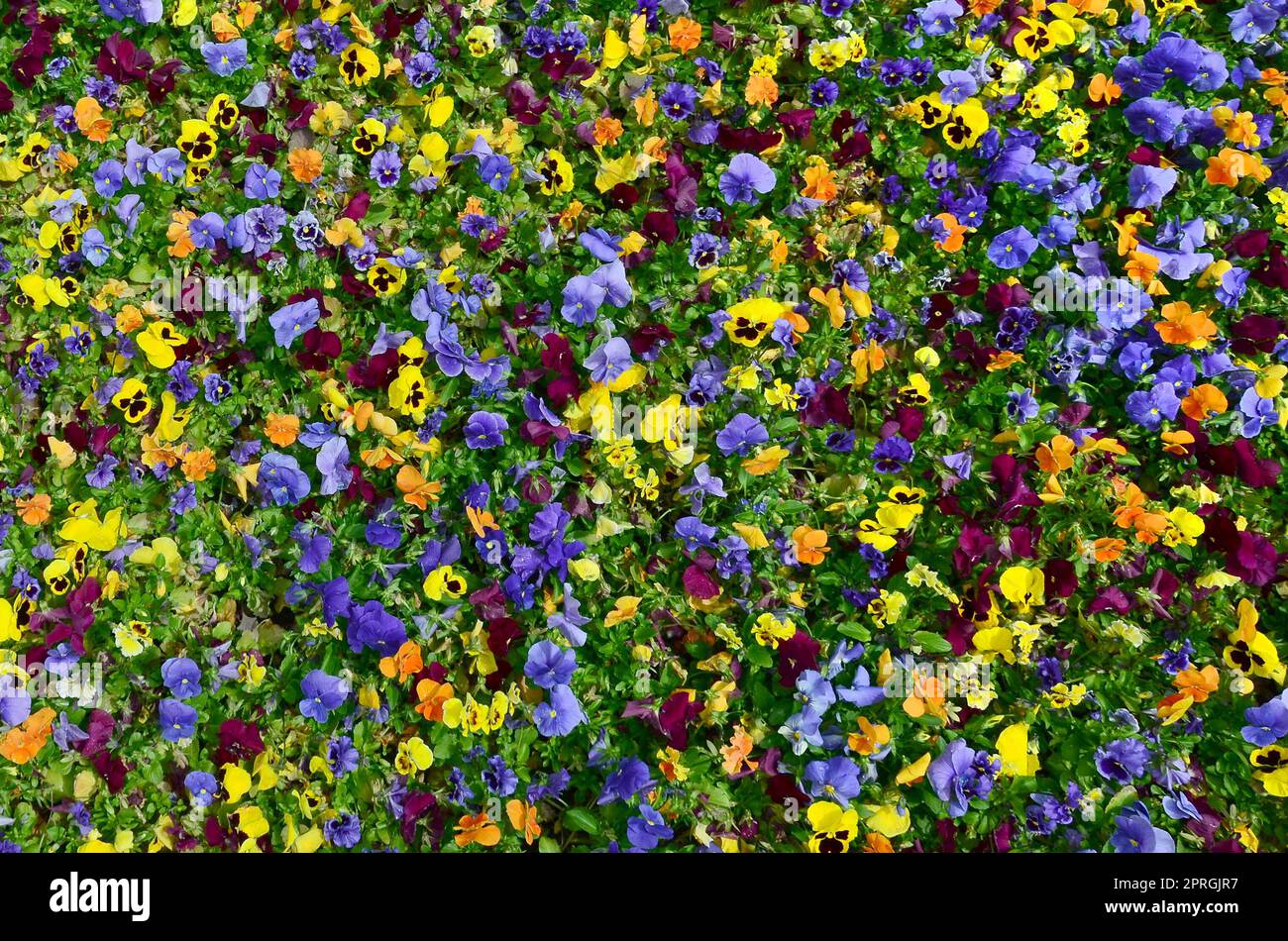 Multicolor pansy flowers or pansies as background or card. Field of colorful pansies with white yellow and violet pansy flowers on flowerbed in perspe Stock Photo