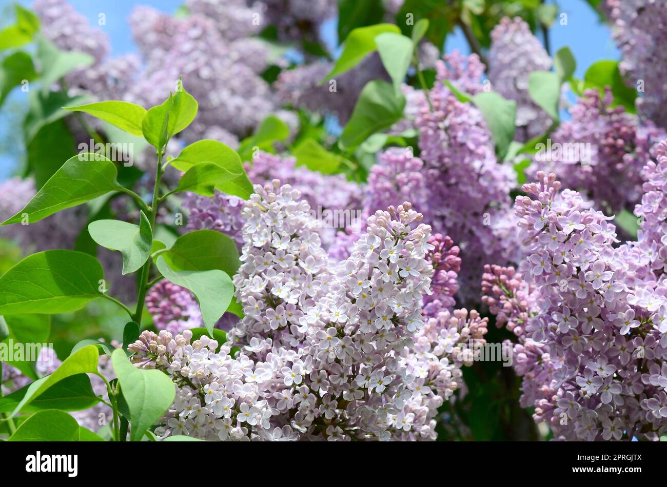 Branches of purple lilac and green leaves. Background with beautiful ...