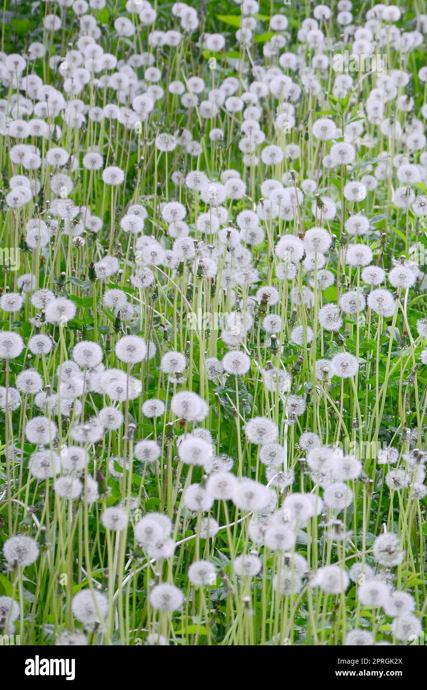white fluff gentle refined and gentle sunlight illuminates the ball of  dandelion Stock Photo - Alamy