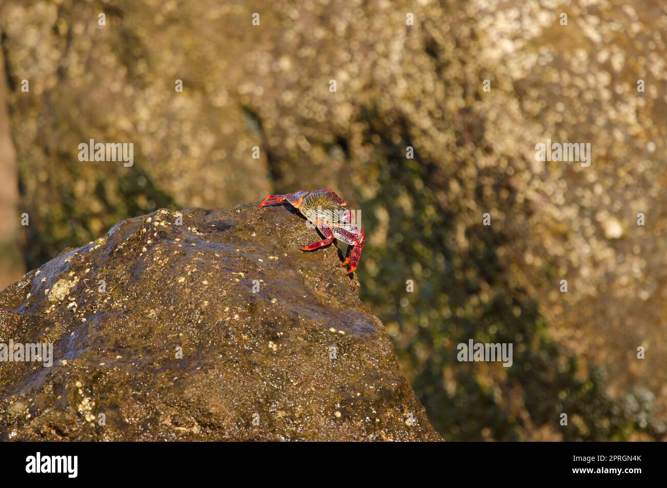Crab on a rock of the coast. Stock Photo