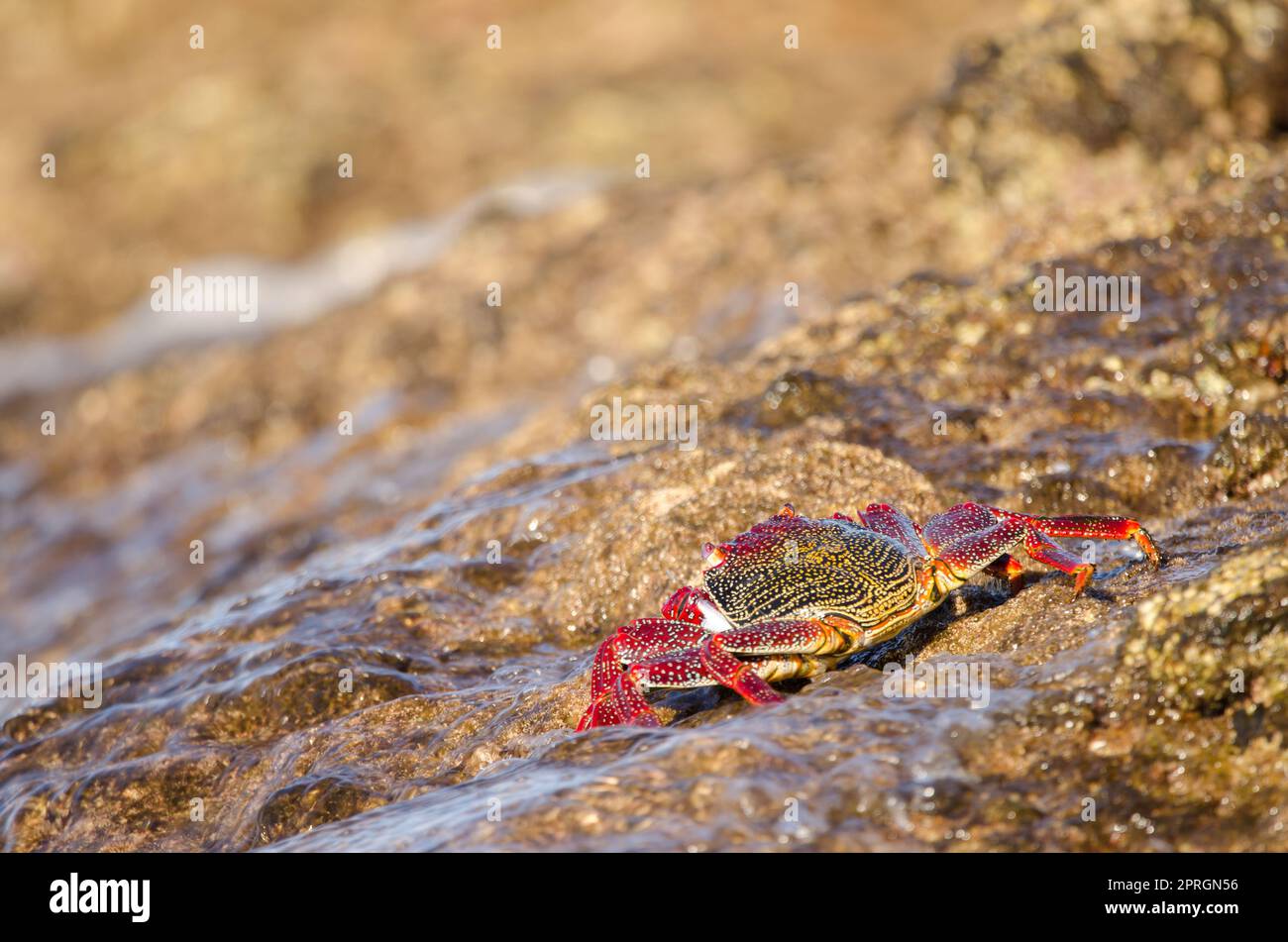 Crab on a rock of the coast. Stock Photo