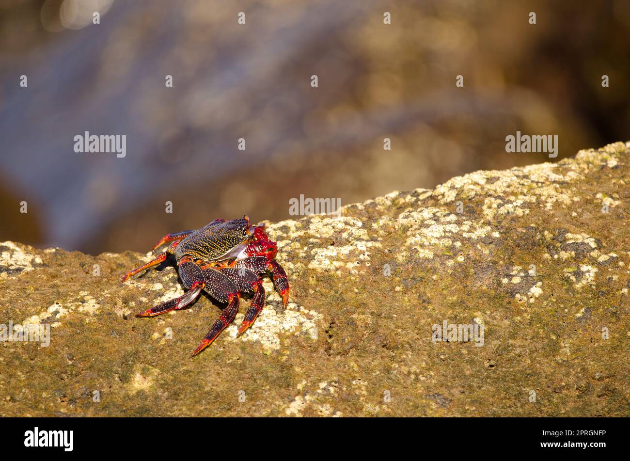 Crab on a rocky cliff. Stock Photo