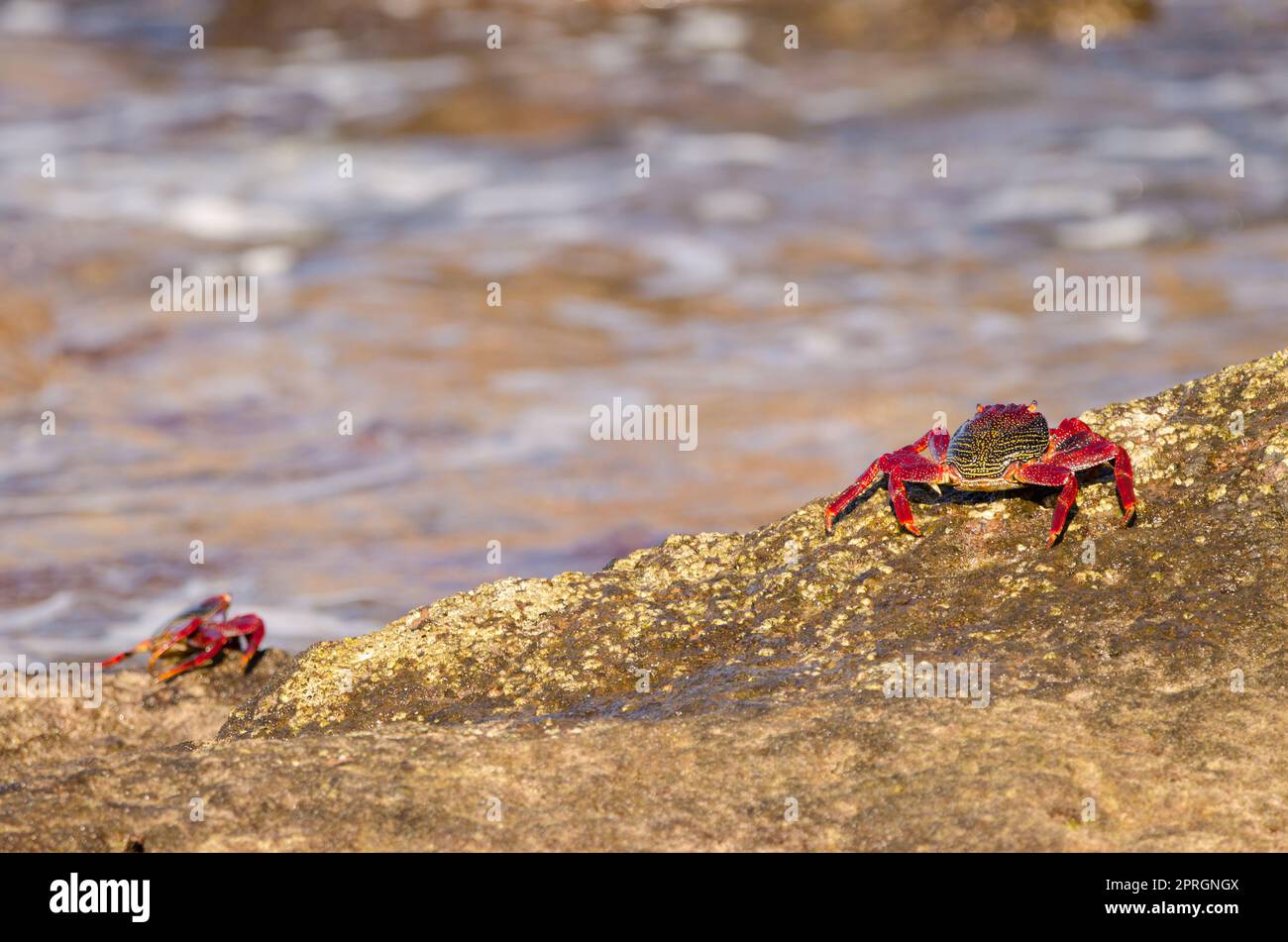 Two species of crabs hi-res stock photography and images - Alamy