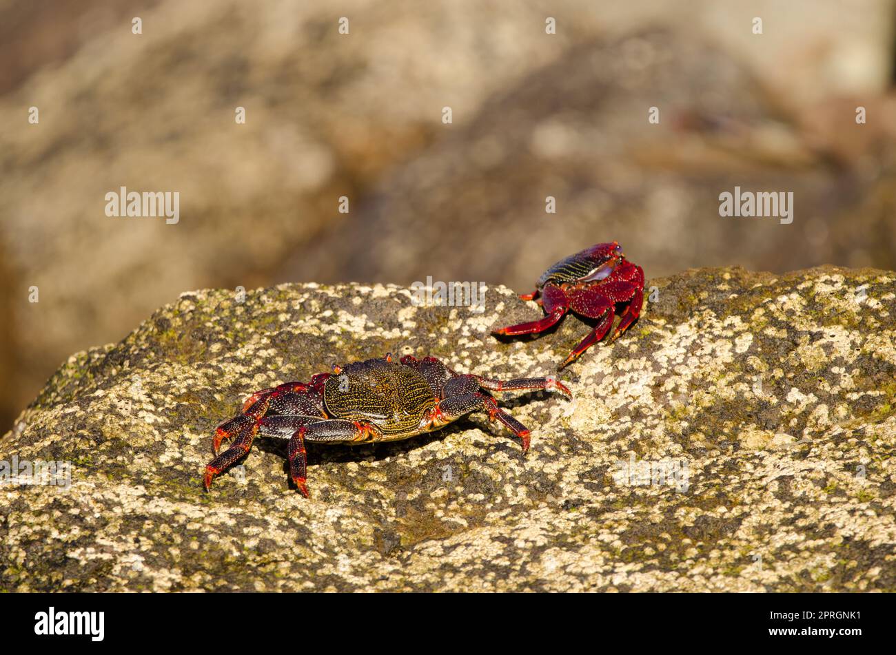 Crabs Grapsus adscensionis confronting. Stock Photo