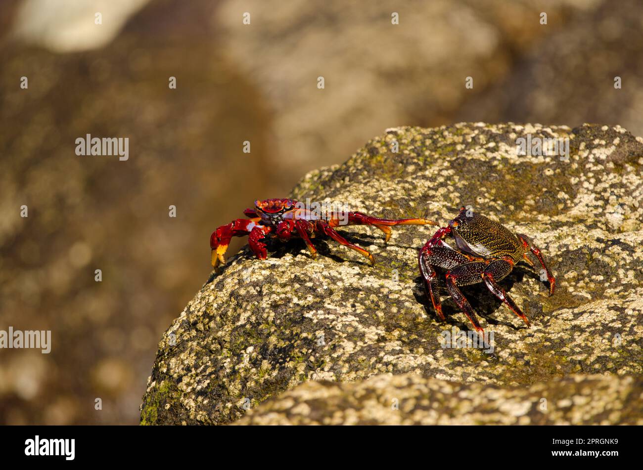 Crabs Grapsus adscensionis confronting. Stock Photo