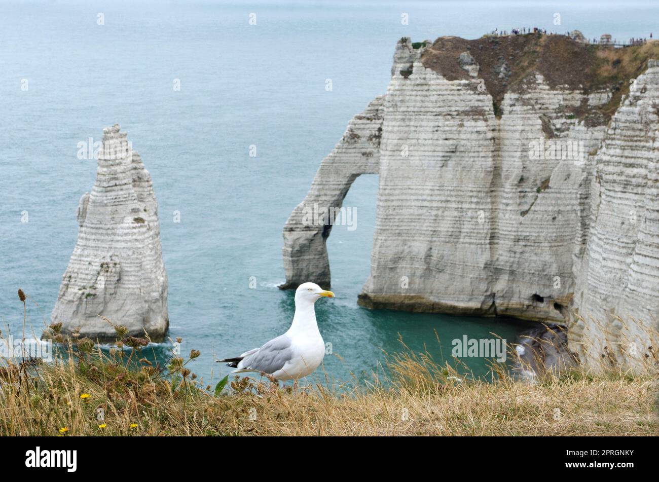 Cliffs of Etretat Stock Photo - Alamy