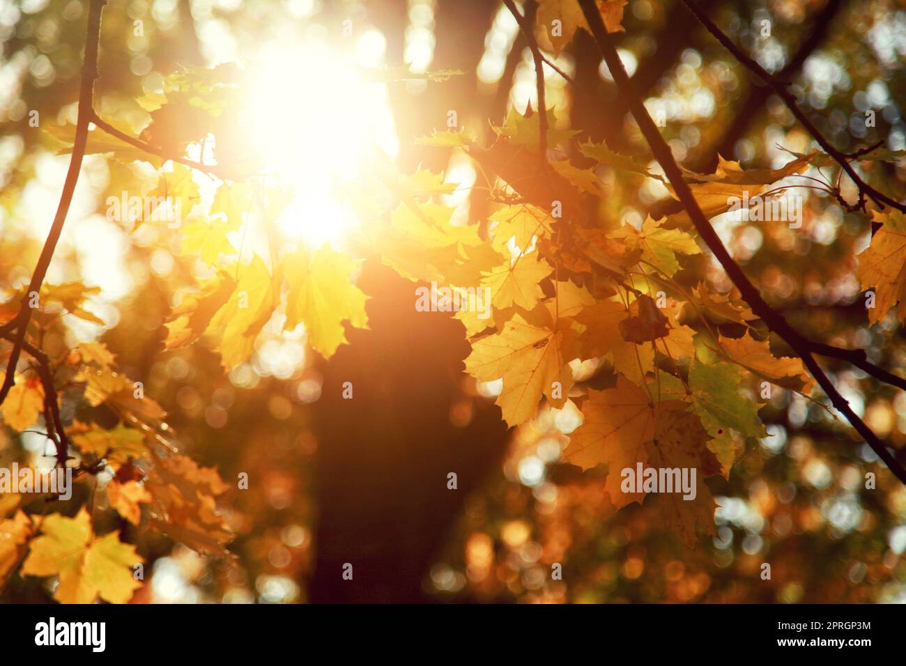 Falling red maple leaves hi-res stock photography and images - Alamy