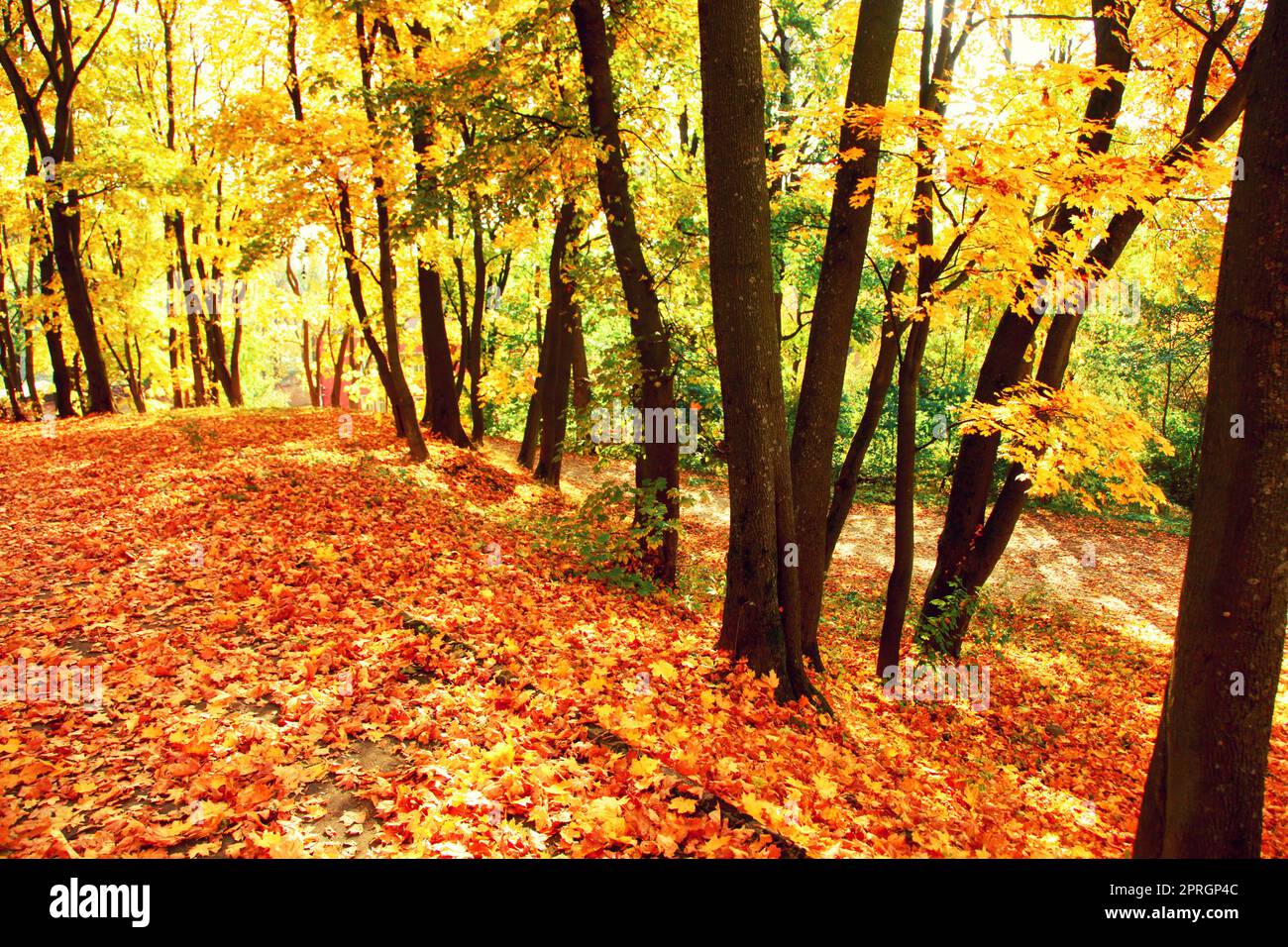 Falling red maple leaves hi-res stock photography and images - Alamy