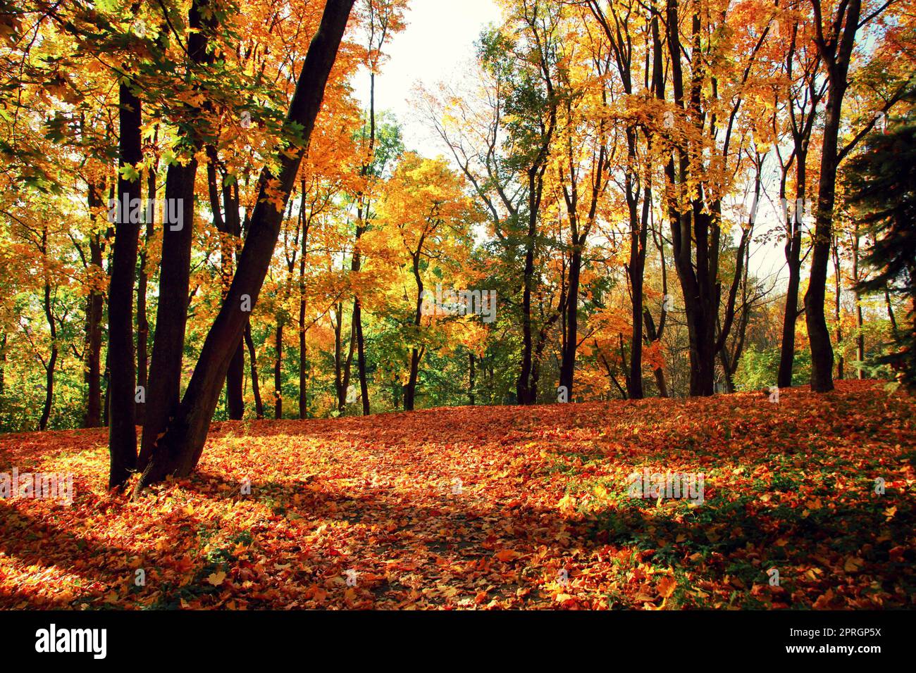 Colorful bright leaves falling in autumnal park. Stock Photo