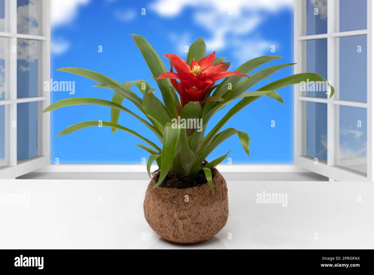 Closeup of a Bromeliad plant (Guzmania) in a coconut fiber pot on table  in front of open windows with an abstract blurred natural cloudy sky. Stock Photo